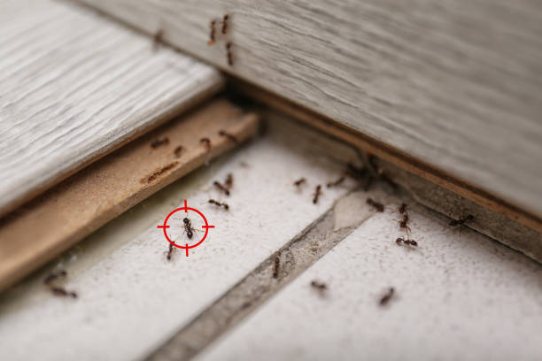 Wasp Removal Services in Cave Spring, VA
